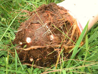 Poi, Fermentation and Traditional Poi Cultures