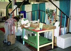 All the trouble to get baby rabbits (we rented them). Put them on beautiful fresh green turf. And all they did was sleep. Baby Expo Poi Booth