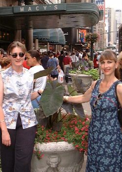 When we did the NASFT Show, we were surprised to find a variant of taro growing in one of the planters in front of Macy's in New York City. With Marjorie and Sarah Heward. Taro at Macy's