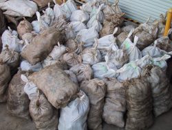 When we couldn't sell poi, we got taro by the truckload. When poi was in demand, we couldn't get taro. Auwe! Bags of Taro - PoiCo Reefer