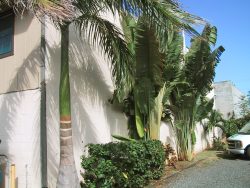 We purchased the empty lot next door to the PoiCo factory (745 Kopke Street) and planted lots of mature palm trees, etc. Of course, in Hawaii they grow like crazy. Tall Palms in the Poi Company Garden