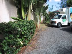 The hibiscus plants and palm trees in The Poi Company garden at 745 Kopke Street. The front of the large, refrigerated PoiCo truck is in the distance. Poi Company Garden