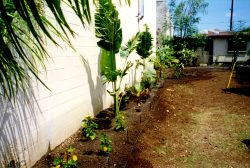 The "garden" at 745 Kopke Street, next to The Poi Company factory at 749 Kopke Street, Honolulu. Poi Company Parking Lot and Garden