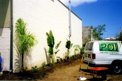 Makai of the factory -- the garden was at 745 Kopke Street, Honolulu Planting The Poi Company Garden and Parking Lot