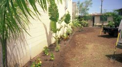 When we closed down the Poi Company these plants had all grown, particularly the Royal Palm. We even had a small taro patch. They are all gone now. It's just a parking lot.