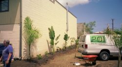 We didn't have sufficient parking on narrow Kopke Street in Kalihi, so we bought the adjacent empty lot to use as the parking lot -- but planted trees and other plants to bring some greenery and shade to the area. John Bushby hard at work, and one of the Poi trucks.
